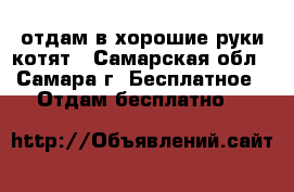 отдам в хорошие руки котят - Самарская обл., Самара г. Бесплатное » Отдам бесплатно   